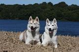 SIBERIAN HUSKY 535